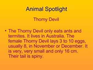 Animal Spotlight Thorny Devil The Thorny Devil only eats ants and termites. It lives in Australia. The female Thorny Devil lays 3 to 10 eggs, usually 8, in November or December. It is very, very small and only 16 cm. Their tail is spiny .