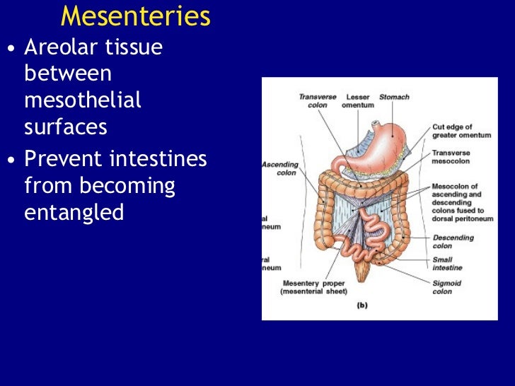 The Digestive System