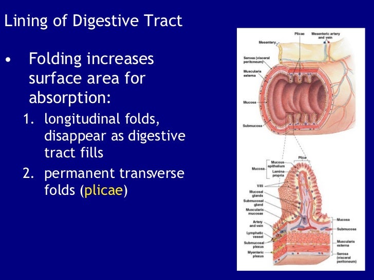 The Digestive System