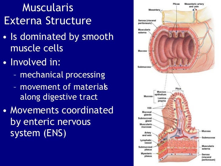 The Digestive System