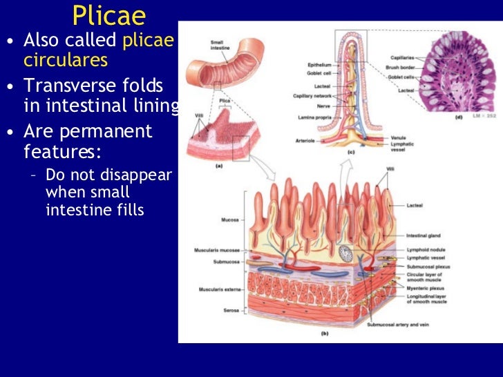 The Digestive System