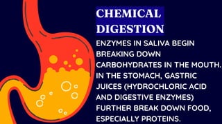 ENZYMES IN SALIVA BEGIN
BREAKING DOWN
CARBOHYDRATES IN THE MOUTH.
IN THE STOMACH, GASTRIC
JUICES (HYDROCHLORIC ACID
AND DIGESTIVE ENZYMES)
FURTHER BREAK DOWN FOOD,
ESPECIALLY PROTEINS.
CHEMICAL
DIGESTION
 