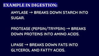 AMYLASE →BREAKS DOWN STARCH INTO
SUGAR.
PROTEASE (PEPSIN/TRYPSIN) →BREAKS
DOWN PROTEINS INTO AMINO ACIDS.
LIPASE →BREAKS DOWN FATS INTO
GLYCEROL AND FATTY ACIDS.
EXAMPLE IN DIGESTION:
 