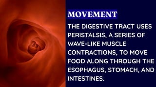 THE DIGESTIVE TRACT USES
PERISTALSIS, A SERIES OF
WAVE-LIKE MUSCLE
CONTRACTIONS, TO MOVE
FOOD ALONG THROUGH THE
ESOPHAGUS, STOMACH, AND
INTESTINES.
MOVEMENT
 
