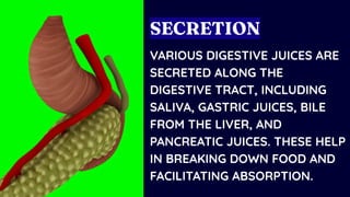 VARIOUS DIGESTIVE JUICES ARE
SECRETED ALONG THE
DIGESTIVE TRACT, INCLUDING
SALIVA, GASTRIC JUICES, BILE
FROM THE LIVER, AND
PANCREATIC JUICES. THESE HELP
IN BREAKING DOWN FOOD AND
FACILITATING ABSORPTION.
SECRETION
 
