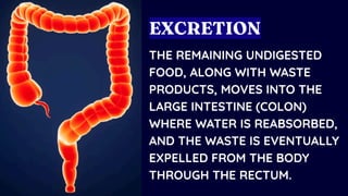 THE REMAINING UNDIGESTED
FOOD, ALONG WITH WASTE
PRODUCTS, MOVES INTO THE
LARGE INTESTINE (COLON)
WHERE WATER IS REABSORBED,
AND THE WASTE IS EVENTUALLY
EXPELLED FROM THE BODY
THROUGH THE RECTUM.
EXCRETION
 