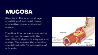 Structure: The innermost layer,
consisting of epithelial tissue,
connective tissue, and smooth
muscle.
Function: It serves as a protective
barrier and is involved in the
secretion of digestive enzymes and
mucus. The mucosa also contains
specialized cells for absorption of
nutrients.
MUCOSA
 