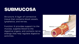 Structure: A layer of connective
tissue that contains blood vessels,
lymphatics, and nerves.
Function: It provides support to the
mucosa, supplies blood to the
digestive organs, and contains nerve
endings that help regulate digestive
activities.
SUBMUCOSA
 