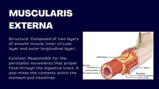 Structure: Composed of two layers
of smooth muscle (inner circular
layer and outer longitudinal layer).
Function: Responsible for the
peristaltic movements that propel
food through the digestive tract. It
also mixes the contents within the
stomach and intestines.
MUSCULARIS
EXTERNA
 