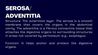 Structure: The outermost layer. The serosa is a smooth
membrane that covers the organs in the abdominal
cavity. The adventitia is a fibrous connective tissue that
attaches the digestive organs to surrounding structures
in areas not covered by peritoneum (e.g., esophagus).
Function: It helps anchor and protect the digestive
organs.
SEROSA/
ADVENTITIA
 