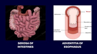 SEROSA OF
INTESTINES
ADVENTITIA OF
ESOPHAGUS
 