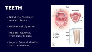 TEETH
Grind the food into
smaller pieces
Mechanical digestion
Incisors, Canines,
Premolars, Molars
Layers: Enamel, dentin,
pulp, cementum
 