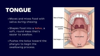 TONGUE
Moves and mixes food with
saliva during chewing
Shapes food into a bolus, a
soft, round mass that’s
easier to swallow.
Pushes the bolus toward the
pharynx to begin the
swallowing process.
 