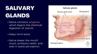 SALIVARY
GLANDS
Saliva contains amylase,
which begins the chemical
digestion of starch.
Helps form bolus
Saliva keeps the mouth
moist, protects teeth, and
aids in taste perception.
 