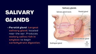 SALIVARY
GLANDS
Parotid gland: Largest
salivary gland; located
near the ear. Produces
watery saliva rich in
amylase to begin
carbohydrate digestion.
 