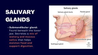 SALIVARY
GLANDS
Submandibular gland:
Found beneath the lower
jaw. Secretes a mix of
watery and mucous
saliva that helps
moisten food and
support digestion.
 