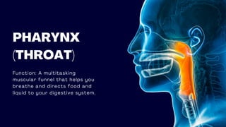 Function: A multitasking
muscular funnel that helps you
breathe and directs food and
liquid to your digestive system.
PHARYNX
(THROAT)
 