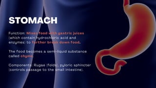 Function: Mixes food with gastric juices
(which contain hydrochloric acid and
enzymes) to further break down food.
The food becomes a semi-liquid substance
called chyme.
Components: Rugae (folds), pyloric sphincter
(controls passage to the small intestine).
STOMACH
 