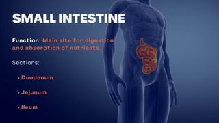 SMALL INTESTINE
Function: Main site for digestion
and absorption of nutrients.
Sections:
Duodenum
Jejunum
Ileum
 