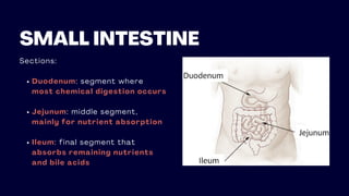 Sections:
Duodenum: segment where
most chemical digestion occurs
Jejunum: middle segment,
mainly for nutrient absorption
Ileum: final segment that
absorbs remaining nutrients
and bile acids
SMALL INTESTINE
 