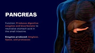PANCREAS
Function: Produces digestive
enzymes and bicarbonate to
neutralize stomach acid in
the small intestine.
Enzymes produced: Amylase,
lipase, and proteases
 
