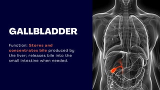 GALLBLADDER
Function: Stores and
concentrates bile produced by
the liver; releases bile into the
small intestine when needed.
 