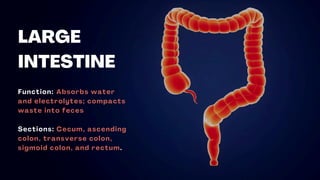 LARGE
INTESTINE
Function: Absorbs water
and electrolytes; compacts
waste into feces
Sections: Cecum, ascending
colon, transverse colon,
sigmoid colon, and rectum.
 