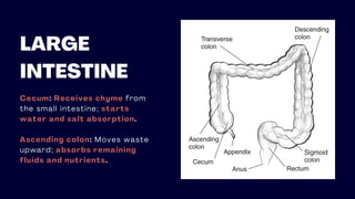 LARGE
INTESTINE
Cecum: Receives chyme from
the small intestine; starts
water and salt absorption.
Ascending colon: Moves waste
upward; absorbs remaining
fluids and nutrients.
 