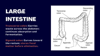 LARGE
INTESTINE
Transverse colon: Carries
waste across the abdomen;
continues absorption and
fermentation.
Sigmoid colon: Curves toward
the rectum; stores fecal
matter before elimination.
 