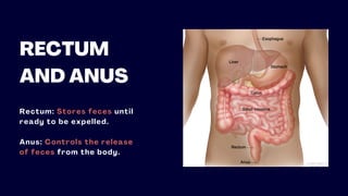 RECTUM
AND ANUS
Rectum: Stores feces until
ready to be expelled.
Anus: Controls the release
of feces from the body.
 