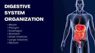 DIGESTIVE
SYSTEM
ORGANIZATION
Mouth
Pharynx
Esophagus
Stomach
Small intestine
Large Intestine
Rectum
 