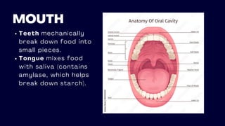 MOUTH
Teeth mechanically
break down food into
small pieces.
Tongue mixes food
with saliva (contains
amylase, which helps
break down starch).
 