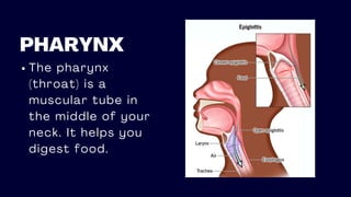 PHARYNX
The pharynx
(throat) is a
muscular tube in
the middle of your
neck. It helps you
digest food.
 