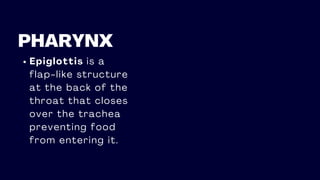 PHARYNX
Epiglottis is a
flap-like structure
at the back of the
throat that closes
over the trachea
preventing food
from entering it.
 