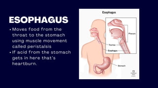 ESOPHAGUS
Moves food from the
throat to the stomach
using muscle movement
called peristalsis
If acid from the stomach
gets in here that’s
heartburn.
 