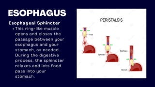 ESOPHAGUS
Esophageal Sphincter
This ring-like muscle
opens and closes the
passage between your
esophagus and your
stomach, as needed.
During the digestive
process, the sphincter
relaxes and lets food
pass into your
stomach.
 