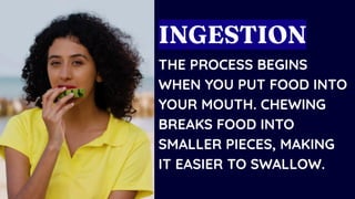 THE PROCESS BEGINS
WHEN YOU PUT FOOD INTO
YOUR MOUTH. CHEWING
BREAKS FOOD INTO
SMALLER PIECES, MAKING
IT EASIER TO SWALLOW.
INGESTION
 