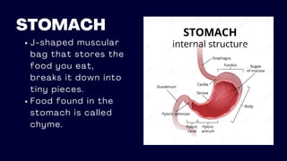 STOMACH
J-shaped muscular
bag that stores the
food you eat,
breaks it down into
tiny pieces.
Food found in the
stomach is called
chyme.
 