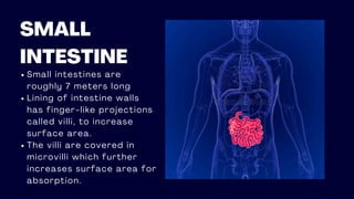 SMALL
INTESTINE
Small intestines are
roughly 7 meters long
Lining of intestine walls
has finger-like projections
called villi, to increase
surface area.
The villi are covered in
microvilli which further
increases surface area for
absorption.
 