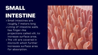 SMALL
INTESTINE
Small intestines are
roughly 7 meters long
Lining of intestine walls
has finger-like
projections called villi, to
increase surface area.
The villi are covered in
microvilli which further
increases surface area
for absorption.
 