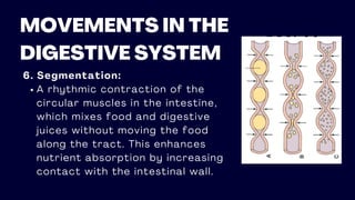 MOVEMENTS IN THE
DIGESTIVE SYSTEM
6. Segmentation:
A rhythmic contraction of the
circular muscles in the intestine,
which mixes food and digestive
juices without moving the food
along the tract. This enhances
nutrient absorption by increasing
contact with the intestinal wall.
 