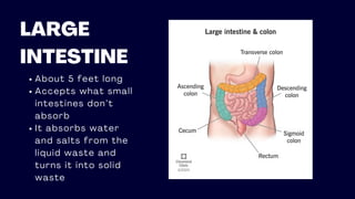 LARGE
INTESTINE
About 5 feet long
Accepts what small
intestines don’t
absorb
It absorbs water
and salts from the
liquid waste and
turns it into solid
waste
 