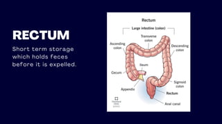 RECTUM
Short term storage
which holds feces
before it is expelled.
 