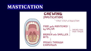MASTICATION
 