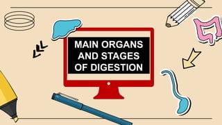 MAIN ORGANS
AND STAGES
OF DIGESTION
 