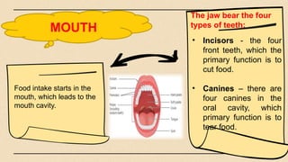 MOUTH
• Incisors - the four
front teeth, which the
primary function is to
cut food.
• Canines – there are
four canines in the
oral cavity, which
primary function is to
tear food.
Food intake starts in the
mouth, which leads to the
mouth cavity.
The jaw bear the four
types of teeth:
 