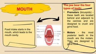 MOUTH
• Premolars (bicuspids) -
these teeth are located
behind and adjacent to
the canines and are
designed to crush and
grind food.
• Molars - the most
posterior teeth in the
mouth are the molars.
They are designed to
grind food.
Food intake starts in the
mouth, which leads to the
mouth cavity.
The jaw bear the four
types of teeth:
 