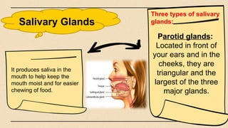 Salivary Glands
Parotid glands:
Located in front of
your ears and in the
cheeks, they are
triangular and the
largest of the three
major glands.
It produces saliva in the
mouth to help keep the
mouth moist and for easier
chewing of food.
Three types of salivary
glands:
 