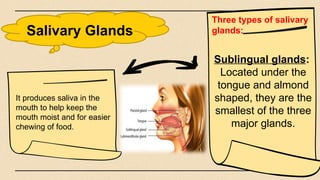 Salivary Glands
Sublingual glands:
Located under the
tongue and almond
shaped, they are the
smallest of the three
major glands.
It produces saliva in the
mouth to help keep the
mouth moist and for easier
chewing of food.
Three types of salivary
glands:
 