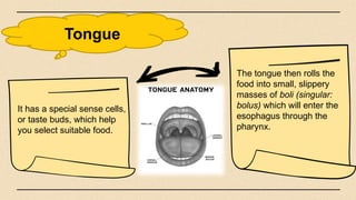 Tongue
The tongue then rolls the
food into small, slippery
masses of boli (singular:
bolus) which will enter the
esophagus through the
pharynx.
It has a special sense cells,
or taste buds, which help
you select suitable food.
 